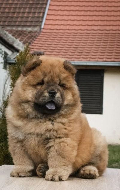 koliko koštaju štenci chow chow